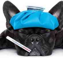 Imunofan pentru câini: instrucțiuni de utilizare, analogi și recenzii. Poți să spui…