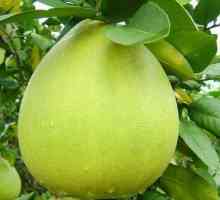 Informații nutriționiste: câte calorii în pomelo, precum și beneficiile și daunele acestui fruct