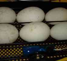 Incubarea ouălor de gâscă acasă: condiții și recomandări