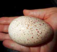 Incubarea ouălor curcan: regim de temperatură, calendarul