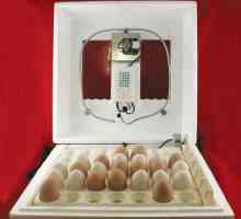 Incubarea ouălor de pui la domiciliu: nuanțe și caracteristici ale procesului