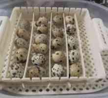 Incubarea ouălor prepeliță la domiciliu: condiții, termeni