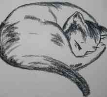 Инструкция для начинающих художников: как нарисовать кошку