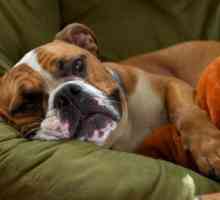 Accident vascular cerebral la câini: cauze și prim ajutor