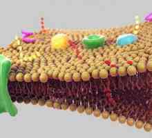 Proteine ​​membranare integrale, funcțiile lor