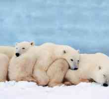 Informații interesante despre ursul polar: o descriere și caracteristici