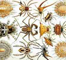 Informații interesante despre arahnide. Clasa Arachnide: 10 fapte interesante