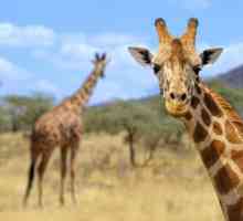 Informații interesante despre girafe pentru copii și adulți