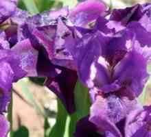 Iris Bearded: plantare și îngrijire