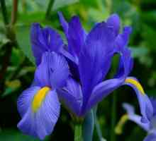 Iris bulbous olandez: plantare și îngrijire, caracteristici și recenzii