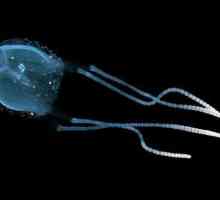 Irukandji - o meduză: descriere, habitat și pericol pentru oameni