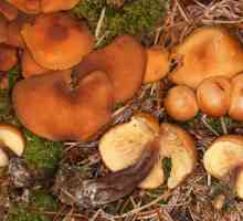 Specii de ciuperci dispărute. Specii rare și pe cale de dispariție de ciuperci, plante și animale…