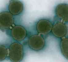 Bacteria artificială `Cynthia` (foto)