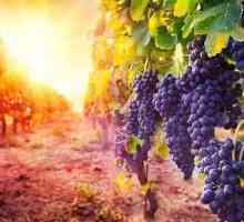 Vinul italian Canti: recenzii de vin și recenzii ale clienților