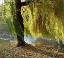 Willow - copac al familiei Willow: descriere, fotografie