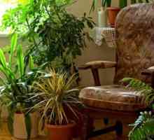 Ce este posibil să faceți îngrășăminte pentru plantele de interior acasă?