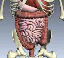 Care sunt organele sistemului digestiv uman? Descriere, structură și funcții