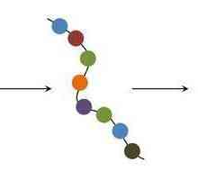 Из каких простых органических соединений состоят белки? Структура и свойства функций