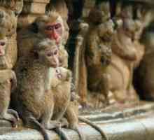 Schimbarea ierarhiei la maimuțe. Lumea uimitoare a primatelor