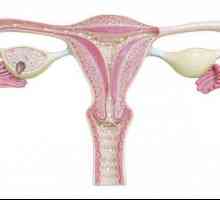 Modificări ale uterului în timpul sarcinii