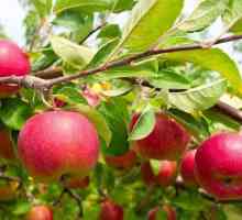 Merele "Elena": mărul și descrierea acestuia, îngrijirea copacilor