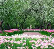 Grădini de arbori din Kolomenskoye (fotografie)