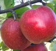 Apple Antey: descrierea și particularitățile cultivării