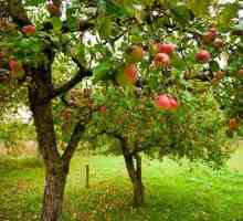 Campionul de arbori de măr: descrierea soiului. Caracteristicile campionului Apple