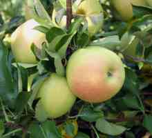Apple Tree Wonderful: descriere, recenzii, fotografii. Apple Tree Pitici minunati