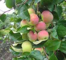 Apple tree `jubilee`: o descriere a soiului, caracteristici ale cultivării, recenzii