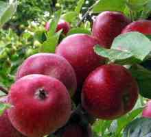 Apple tree `kovalenkovsky`: descrierea unui grad și plecarea