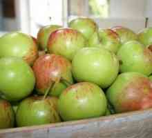 Arborele de mere Orlik: fructe magnifice cu aromă minunată