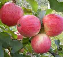 Apple Tree Descriere insolubilă a soiului