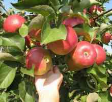 Apple tree `delight `: descriere, fotografie, recenzii