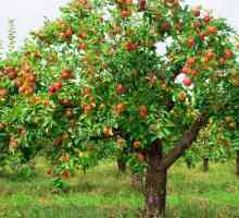 Apple Tree Cireș. Descrierea soiului