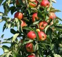 Arborele de mere "Zhigulevskoe" - bun sortiment târziu