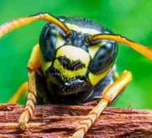Otrava viespei braziliene este un remediu pentru cancer