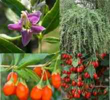 Goji fructe de padure: plantare și de îngrijire, cultivare, proprietăți utile și caracteristici