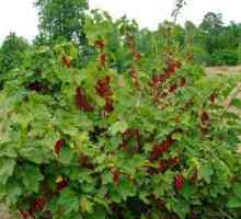 Acid de berry (coacăz roșu): plantare și îngrijire în sol deschis, boli și tratament, proprietăți…