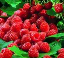 Berry zmeura: proprietăți utile și contraindicații