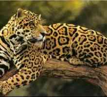 Jaguar: Animalul regilor