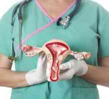 Ovarii la femei: locație. Anatomia umană în imagini