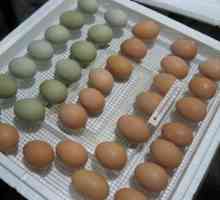 Exploatarea ouălor: cerințe, caracteristici, depozitare