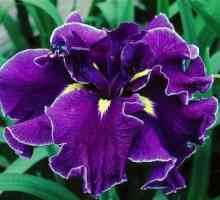 Iris japoneză: descriere, fotografie, cele mai bune note, plantare și îngrijire