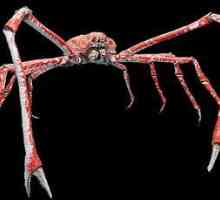 Crab păianjen japonez. Giant crab japonez