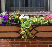 Cutii pentru flori pe balcon: o decorare luminată a fațadei