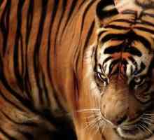 Este tigrul Javan viu? Descrierea speciei