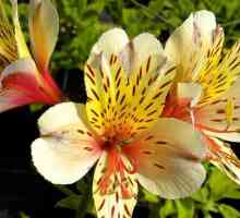 Limba florilor: alstroemeria. Valoarea unei flori