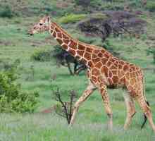 Limba girafei și alte caracteristici ale celui mai înalt mamifer din lume
