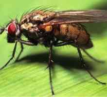 Efectele eficiente pentru muște
